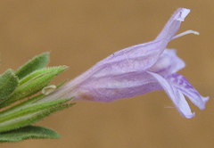 Acanthaceae