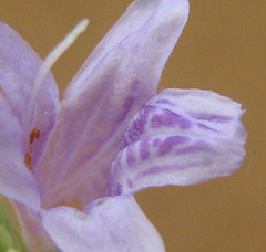 Acanthaceae