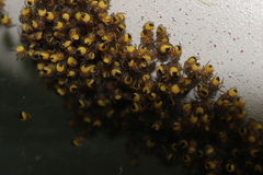 Araneidae