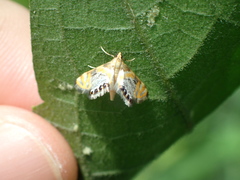 Nymphicula blandialis