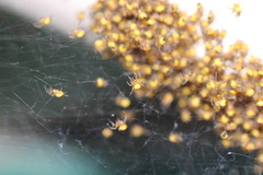 Araneidae