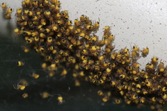 Araneidae