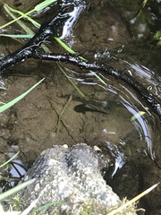 Ambystoma macrodactylum