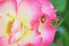 Coccinella septempunctata