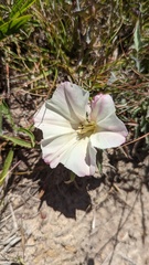 Calystegia subacaulis episcopalis