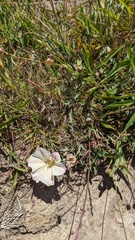 Calystegia subacaulis episcopalis