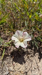 Calystegia subacaulis episcopalis