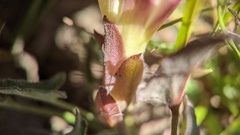 Calystegia subacaulis episcopalis