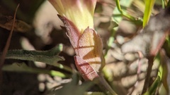 Calystegia subacaulis episcopalis