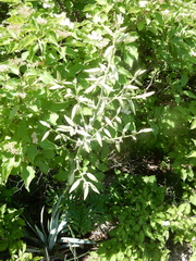 Yucca pallida