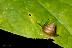 Kaliella