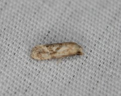 Platphalonidia felix