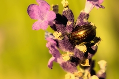 Chrysolina americana
