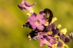 Chrysolina americana