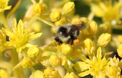 Bombus vandykei