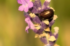 Chrysolina americana