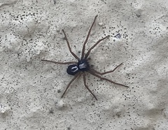 Pulchellodromus pulchellus