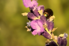 Chrysolina americana