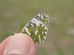 Euchloe tagis