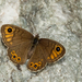 Northern Wall Brown - Photo (c) Paul Cools, some rights reserved (CC BY-NC), uploaded by Paul Cools