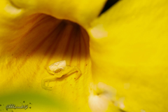 Thomisus spectabilis