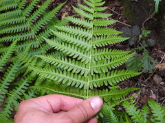 Oreopteris limbosperma