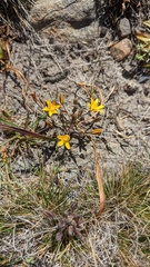 Bloomeria humilis