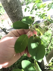 Amelanchier × lamarckii