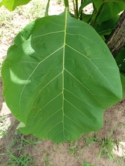 Tectona grandis