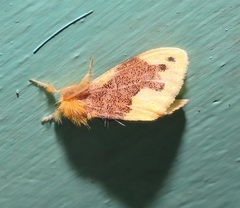 Euproctis dispersa