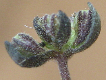 Melanospermum foliosum image