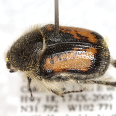 Euphoria pilipennis