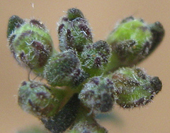 Melanospermum foliosum image