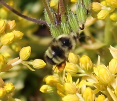Bombus vandykei
