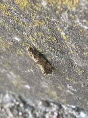 Triaxomera parasitella