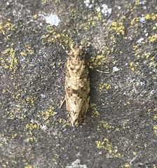 Triaxomera parasitella