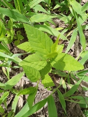 Sida acuta