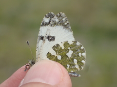Euchloe tagis