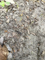 Nephrotoma altissima