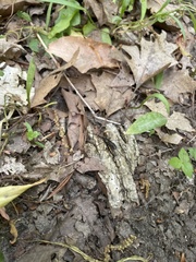 Nephrotoma altissima