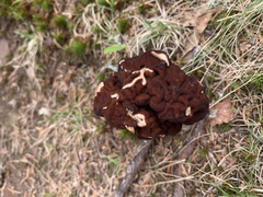Gyromitra