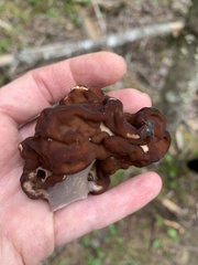 Gyromitra