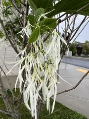 Chionanthus retusus