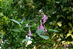 Strobilanthes hamiltoniana