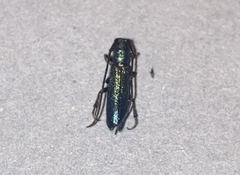 Agapanthiola leucaspis