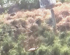 Nannopterum brasilianum mexicanum