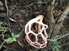 Clathrus natalensis