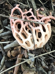 Clathrus natalensis
