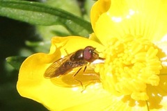 Platycheirus trichopus
