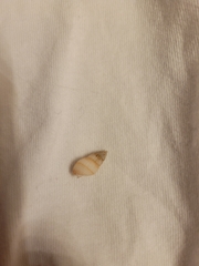 Ilyanassa trivittata